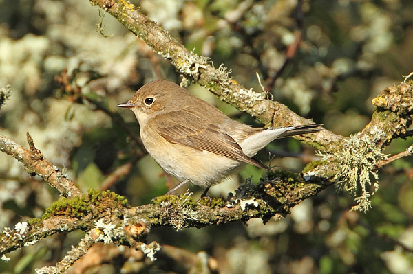 Red-breasted Flycatcher