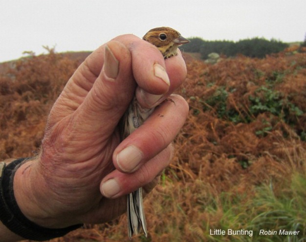 Little Bunting