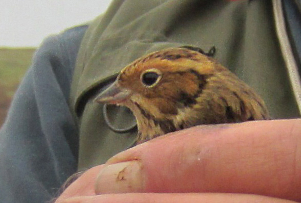Little Bunting