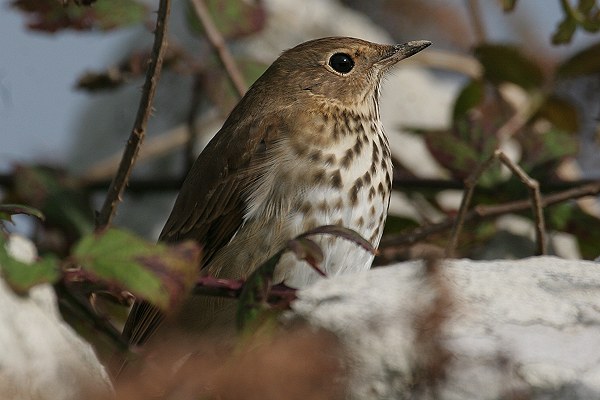 Hermit Thrush