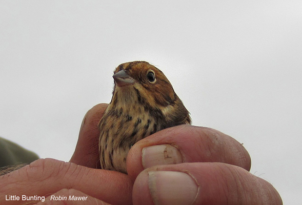 Little Bunting