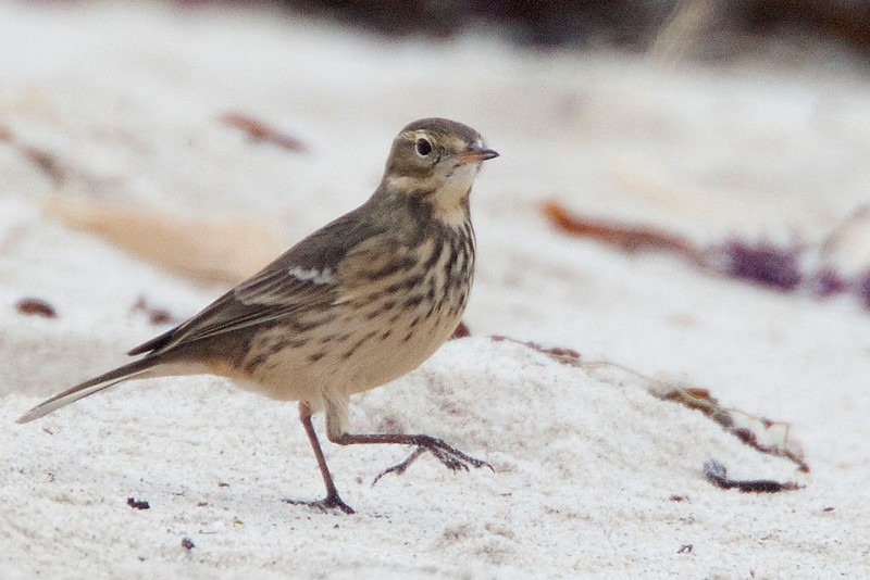 American Buff-bellied Pipit