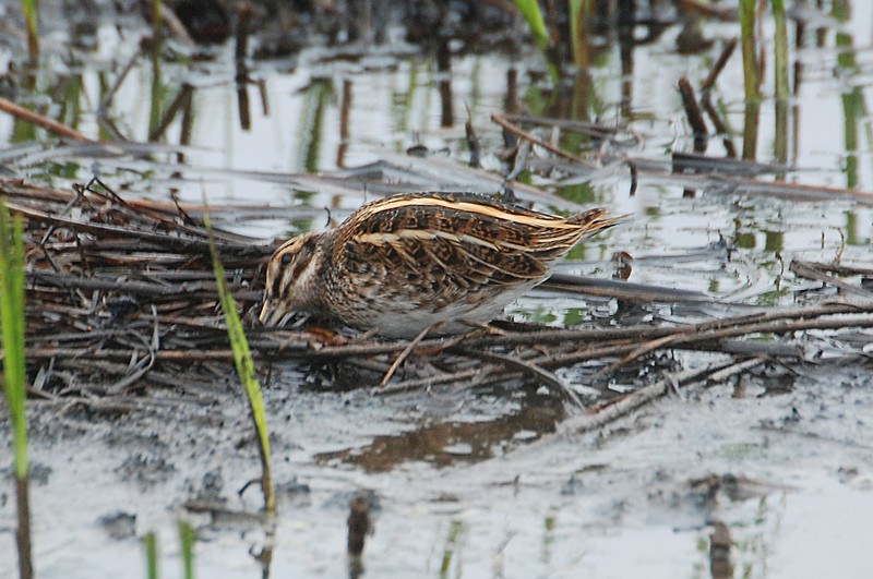 Jack Snipe