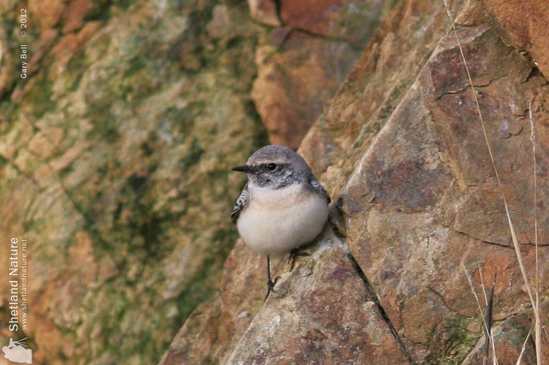 Pied Wheatear