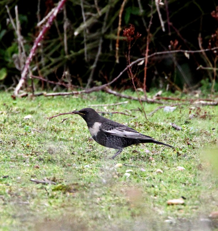 Ring Ouzel