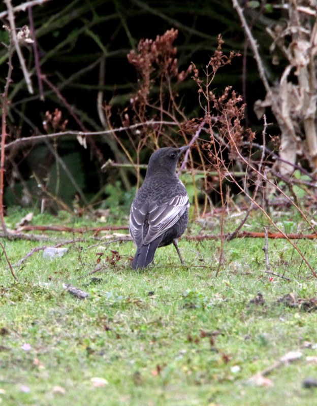 Ring Ouzel
