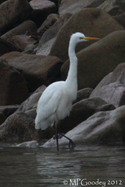 Great White Egret