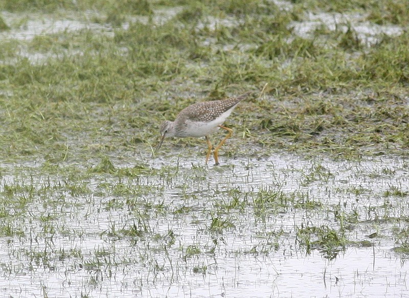 Lesser Yellowlegs