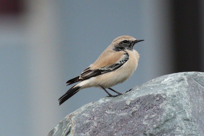 Desert Wheatear