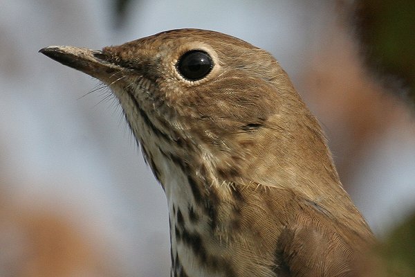 Hermit Thrush