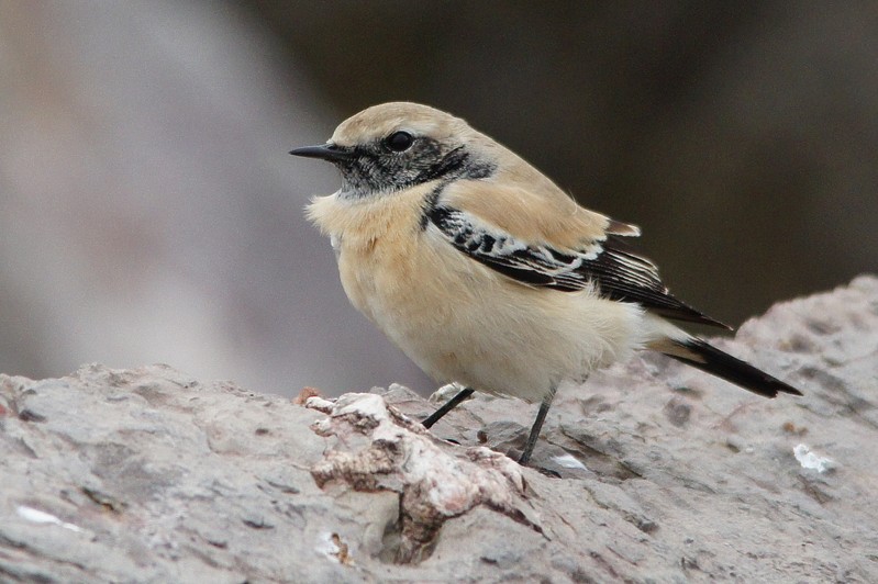 Desert Wheatear