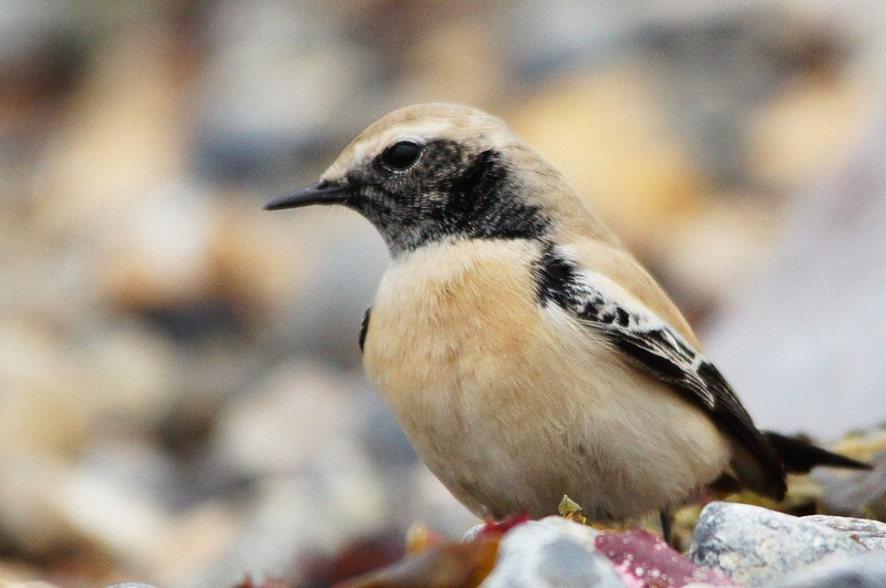 Desert Wheatear