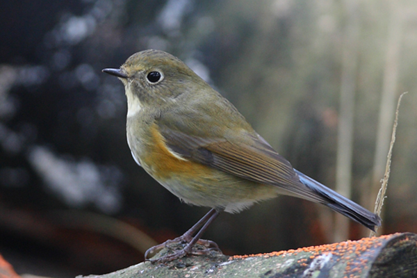 Red-flanked Bluetail