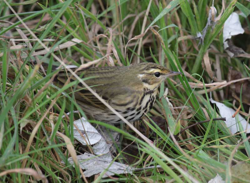 Olive-backed Pipit