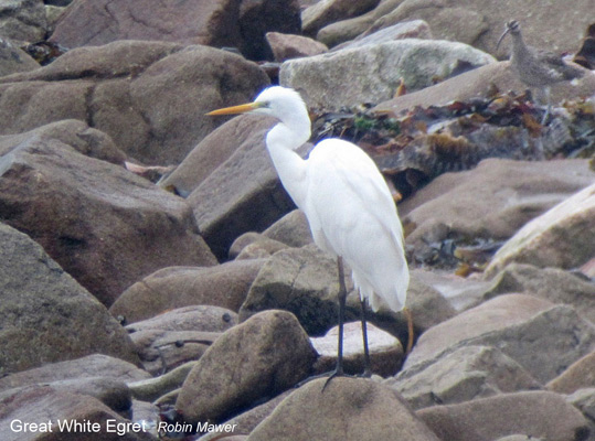 Great White Egret