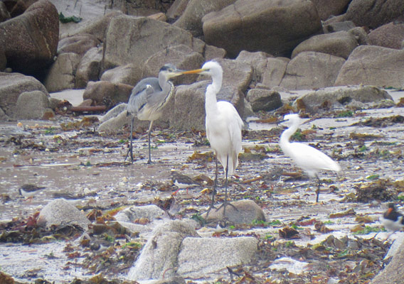 Great White Egret