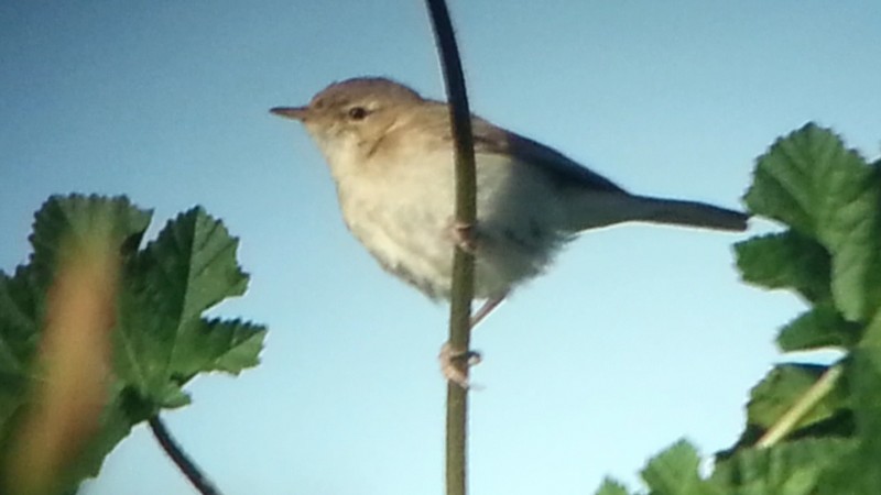 Sykes's Warbler