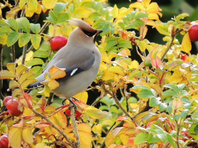 Waxwing