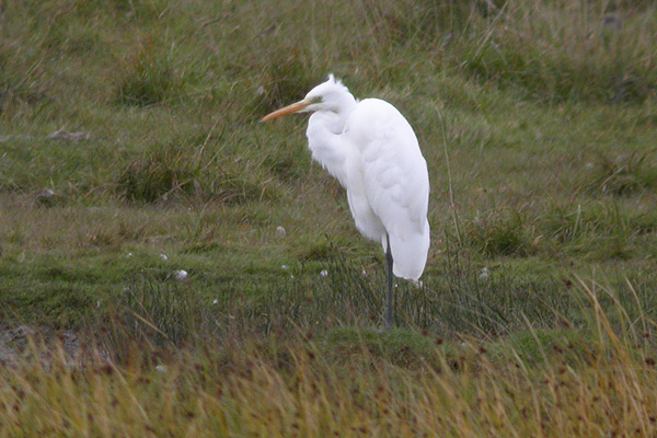 Great White Egret