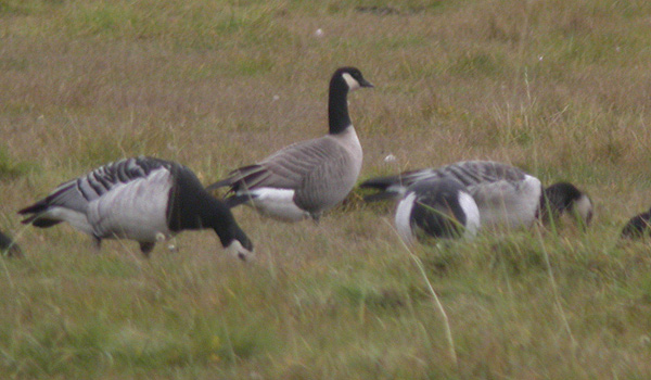 Richardson's Canada Goose