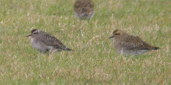 American Golden Plover