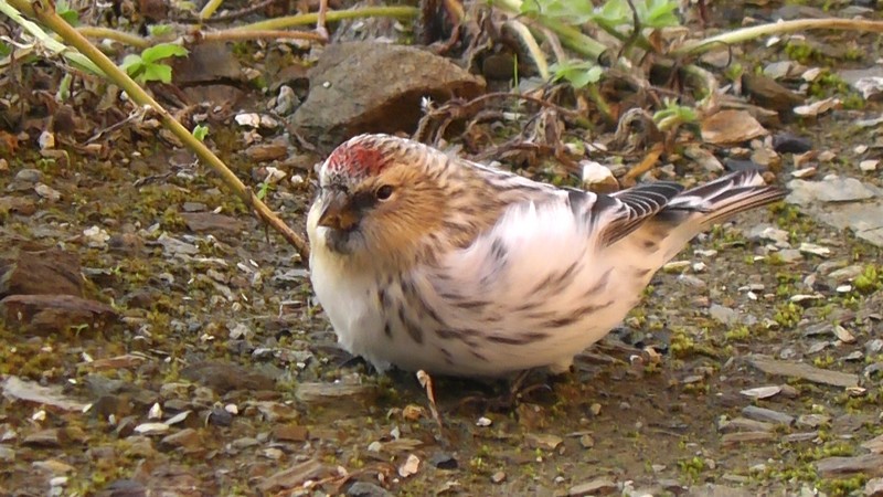 Hornemann's Arctic Redpoll