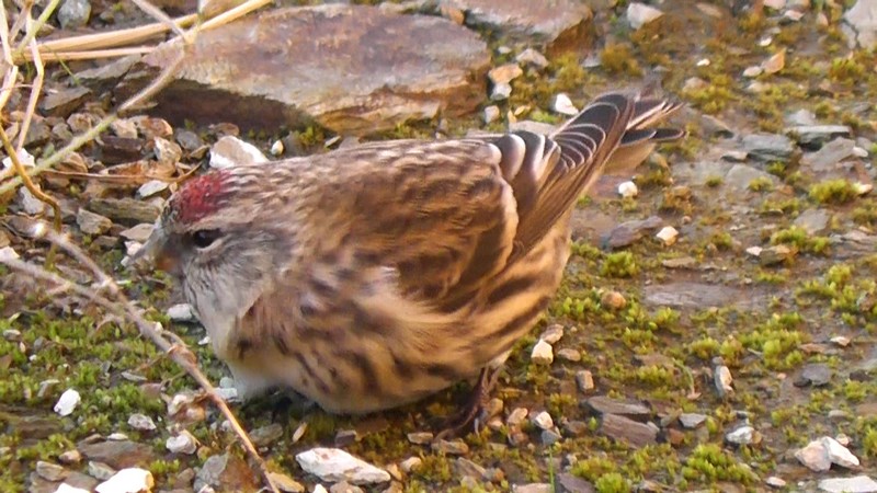 Greenland Redpoll