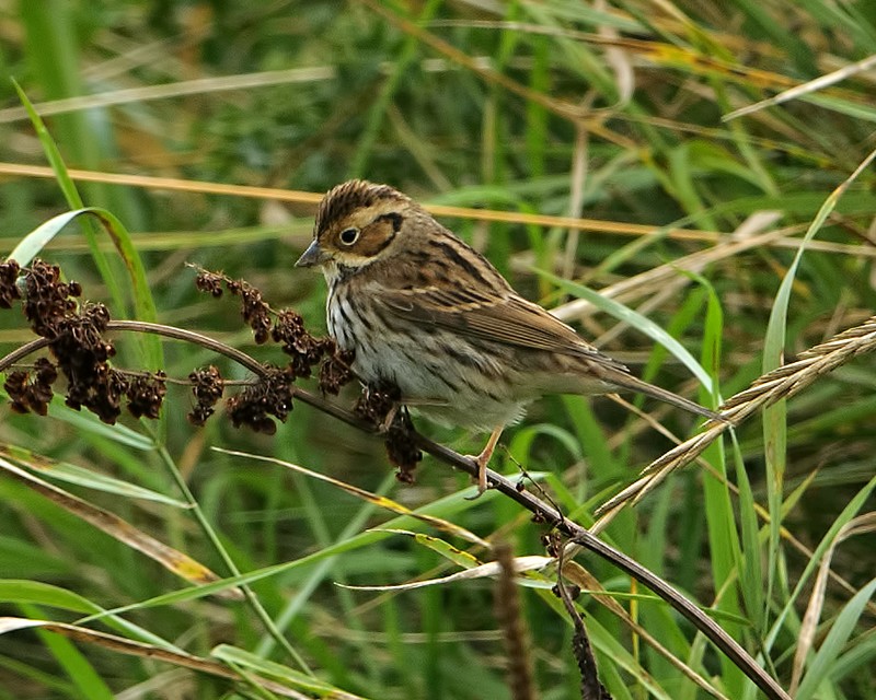 Little Bunting