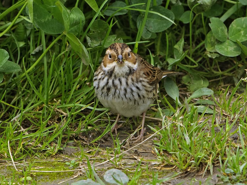 Little Bunting