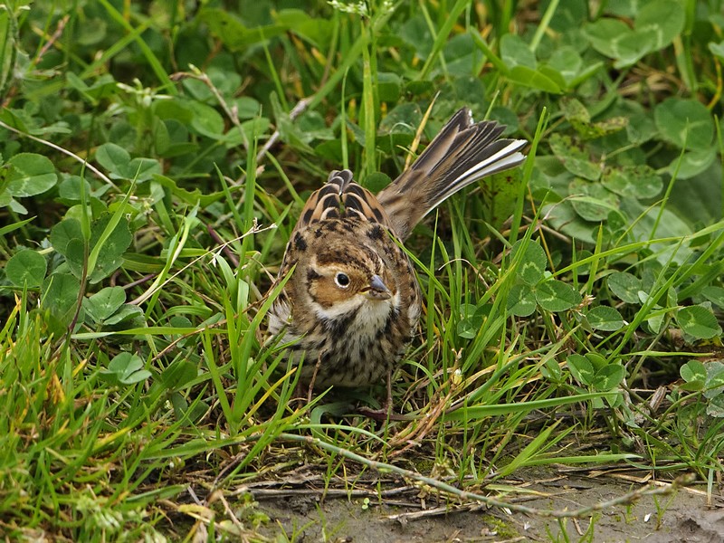 Little Bunting