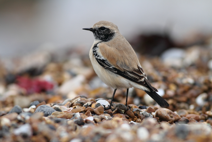 Desert Wheatear