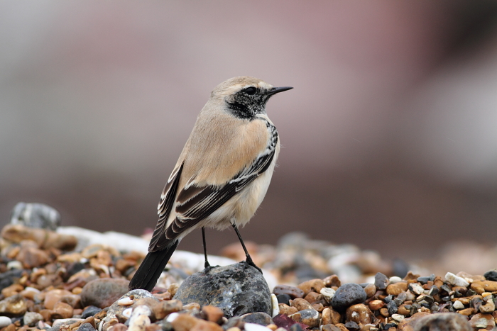 Desert Wheatear