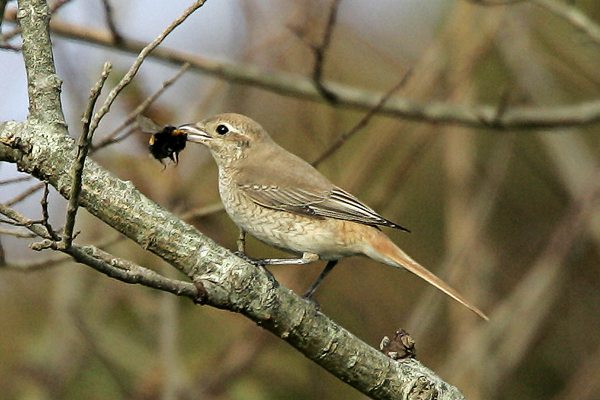 Daurian Shrike