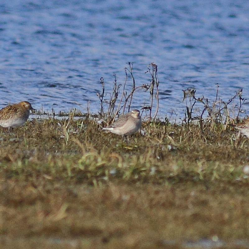 American Golden Plover