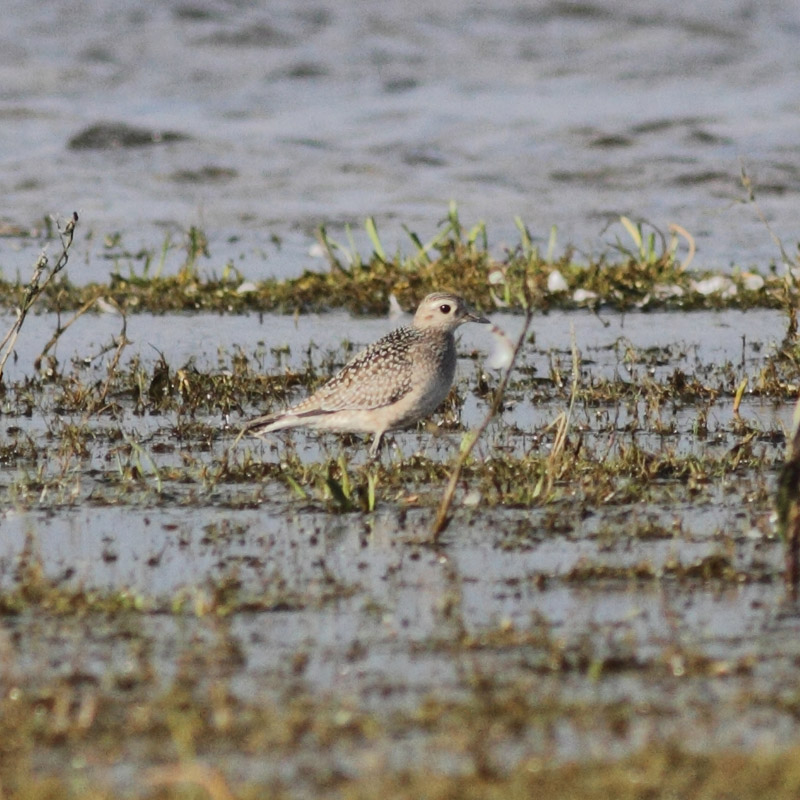 American Golden Plover