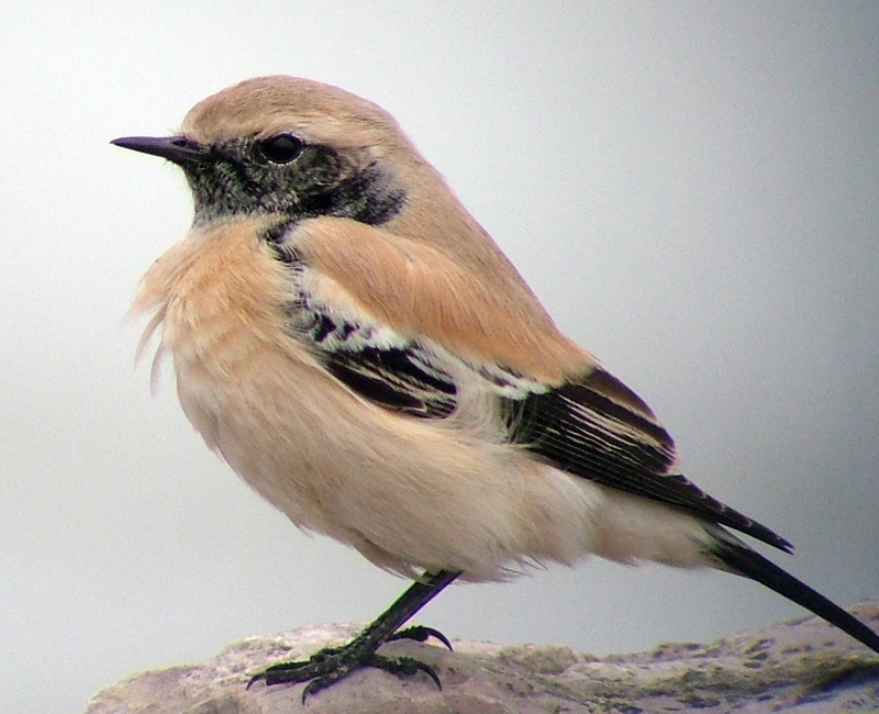 Desert Wheatear
