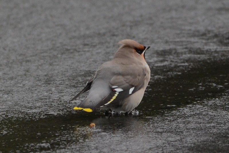 Waxwing