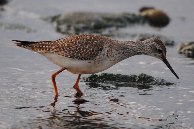 Lesser Yellowlegs
