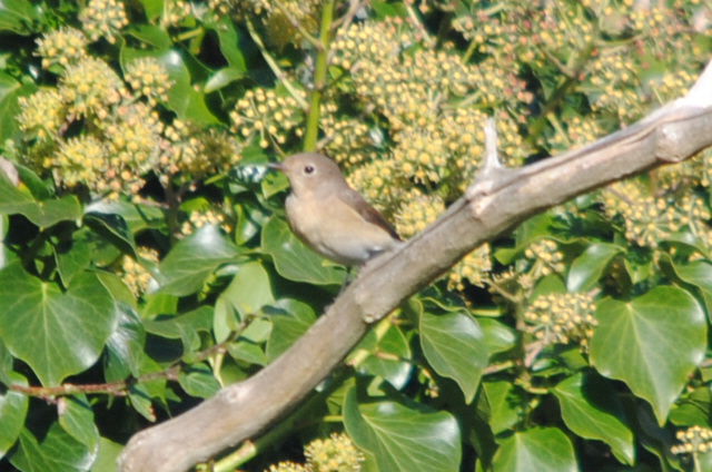 Red-breasted Flycatcher
