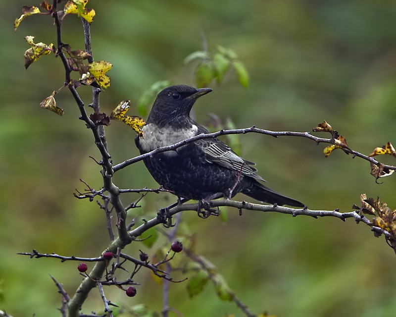 Ring Ouzel