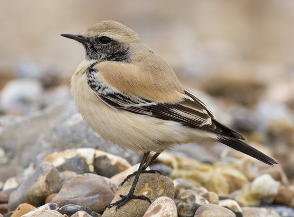 Desert Wheatear
