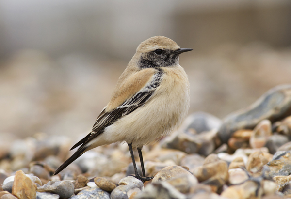 Desert Wheatear