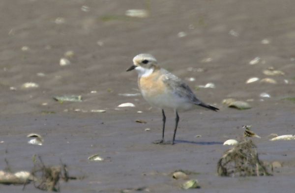 Lesser Sand Plover