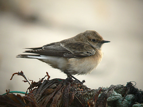 Pied Wheatear