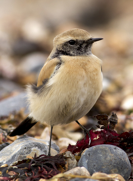 Desert Wheatear