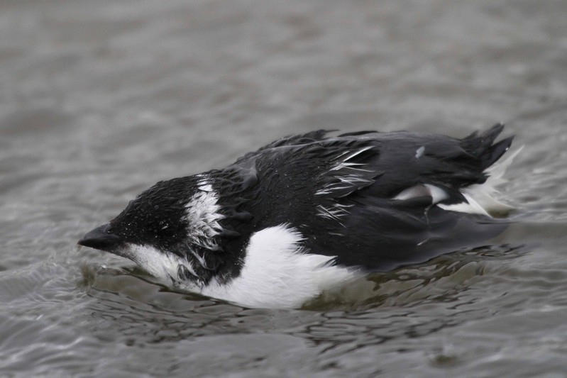 Little Auk
