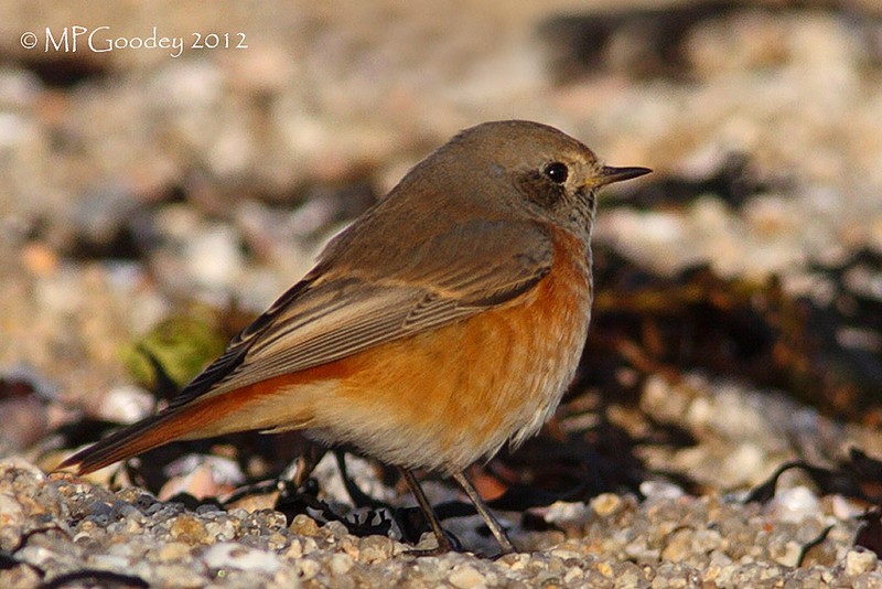 Ehrenberg's Redstart?