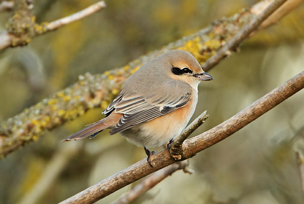 Daurian Shrike