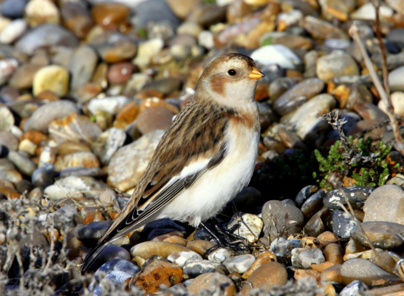 Snow Bunting