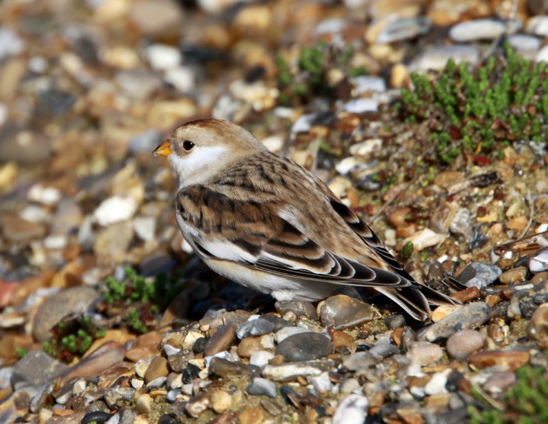 Snow Bunting